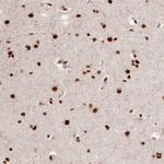 PPIG Polyclonal Antibody
