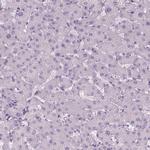 TMEM16B Antibody in Immunohistochemistry (Paraffin) (IHC (P))