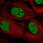 PPRC1 Antibody in Immunocytochemistry (ICC/IF)