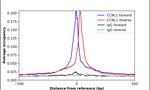 Cyclin L1 Antibody in ChIP Assay (ChIP)