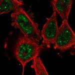 Cyclin L1 Polyclonal Antibody