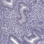 MED26 Polyclonal Antibody