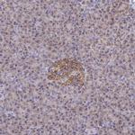 PEX3 Antibody in Immunohistochemistry (Paraffin) (IHC (P))