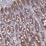 PEX3 Antibody in Immunohistochemistry (Paraffin) (IHC (P))