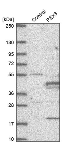 PEX3 Antibody in Western Blot (WB)