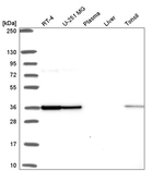 FIP1L1 Antibody in Western Blot (WB)
