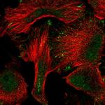 PWWP2A Polyclonal Antibody