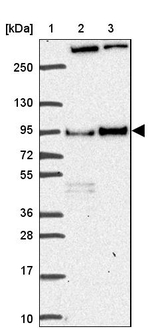 DVL3 Antibody in Western Blot (WB)