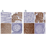 BHMT Polyclonal Antibody