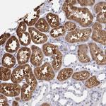 BHMT Antibody in Immunohistochemistry (Paraffin) (IHC (P))