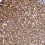 BHMT Antibody in Immunohistochemistry (Paraffin) (IHC (P))