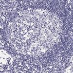 BHMT Antibody in Immunohistochemistry (Paraffin) (IHC (P))