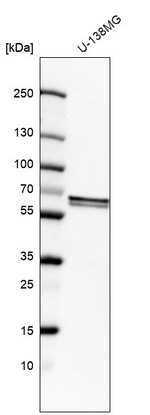 FUBP3 Antibody in Western Blot (WB)