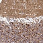SIRP alpha Antibody in Immunohistochemistry (Paraffin) (IHC (P))