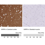 SIRP alpha Antibody in Immunohistochemistry (Paraffin) (IHC (P))