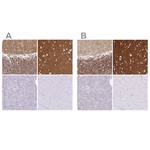 SIRP alpha Polyclonal Antibody