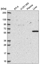 SIRP alpha Antibody in Western Blot (WB)
