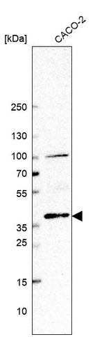 BMP-2 Antibody in Western Blot (WB)