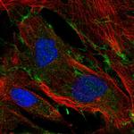 Nidogen 2 Polyclonal Antibody