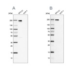 Nidogen 2 Antibody in Western Blot (WB)