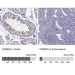 FAM92A1 Antibody