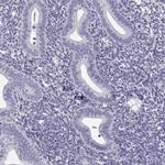 FAM92A1 Polyclonal Antibody