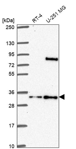 FAM92A1 Antibody in Western Blot (WB)