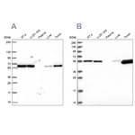 PRP19 Antibody in Western Blot (WB)