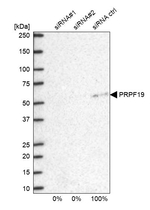 PRP19 Antibody in Western Blot (WB)