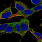 LPPR5 Polyclonal Antibody