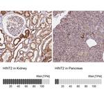 HINT2 Antibody