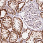 HINT2 Antibody in Immunohistochemistry (Paraffin) (IHC (P))