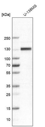 ITGB1 Antibody in Western Blot (WB)
