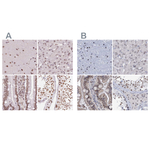 SFRS12 Antibody in Immunohistochemistry (Paraffin) (IHC (P))