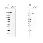 PBRM1 Antibody in Western Blot (WB)