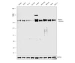 PBRM1 Antibody in Western Blot (WB)