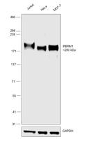 PBRM1 Antibody in Western Blot (WB)