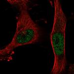 BNC2 Polyclonal Antibody