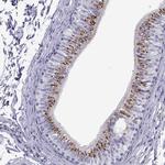 RNase12 Antibody in Immunohistochemistry (Paraffin) (IHC (P))