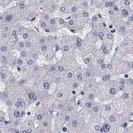 RNase12 Antibody in Immunohistochemistry (Paraffin) (IHC (P))