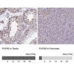 PUF60 Antibody