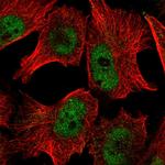 PUF60 Antibody in Immunocytochemistry (ICC/IF)