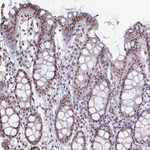PUF60 Antibody in Immunohistochemistry (Paraffin) (IHC (P))