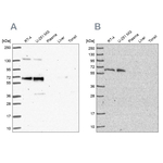 PUF60 Antibody in Western Blot (WB)