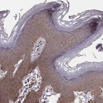 MYO19 Antibody in Immunohistochemistry (Paraffin) (IHC (P))