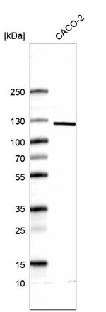 MYO19 Antibody in Western Blot (WB)