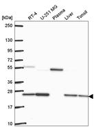 GLO1 Antibody in Western Blot (WB)