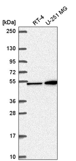 MAP2K4 Antibody in Western Blot (WB)