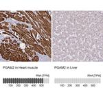 PGAM2 Antibody