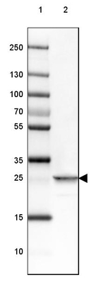 PGAM2 Antibody in Western Blot (WB)